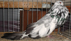 Blauw Getijgerd Blauw Getijgerd