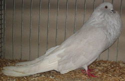 Aszilver Aszilver