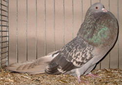 Bruinzilver Gekrast Bruinzilver Gekrast