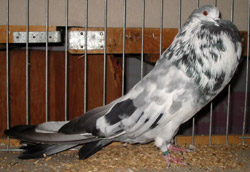 Blauw Getijgerd Blauw Getijgerd