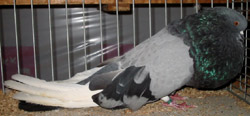 Blauw Getijgerd Blauw Getijgerd
