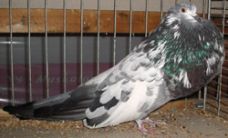 Blauw Getijgerd Blauw Getijgerd