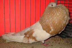Geelzilver Geelzilver