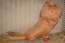 Geel Geel
