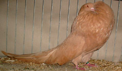 Geel Geel