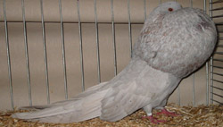 Aszilver Aszilver
