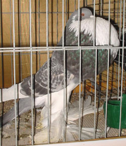 Blauwzilver Gekrast Blauwzilver Gekrast