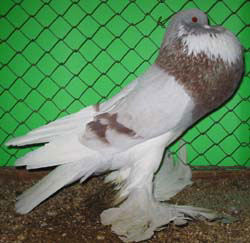 Roodzilver Roodzilver