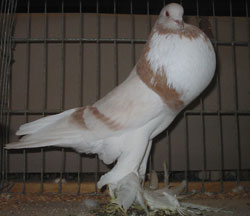 Geelzilver Geelzilver