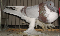 Roodzilver Roodzilver