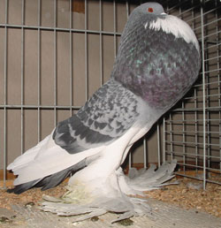 Blauwzilver Gekrast Blauwzilver Gekrast