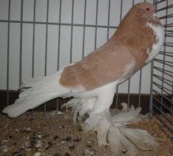 Geel Geel