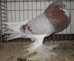 Roodzilver Roodzilver