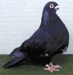 Zwart Zwart