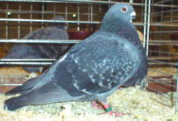 Blauw Gekrast Blauw Gekrast
