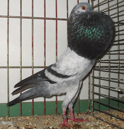  Серебро Гризл