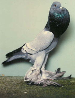  Blauw zwartgeband