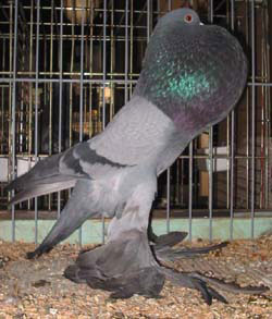 Blauw zwartgeband