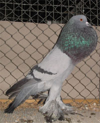 Saksische kropper Blauw zwartgeband