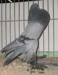 Saksische kropper Blauw zwartgeband