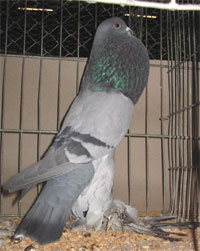 Saksische kropper Blauw zwartgeband
