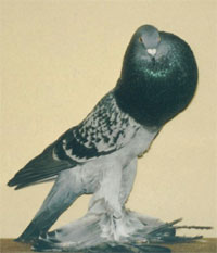  Blauw Gekrast