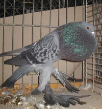  Blauw Gekrast