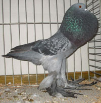  Blauw Gekrast