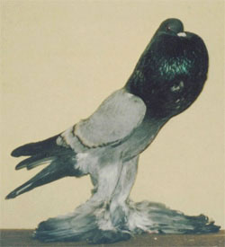  Blauw zwartgeband