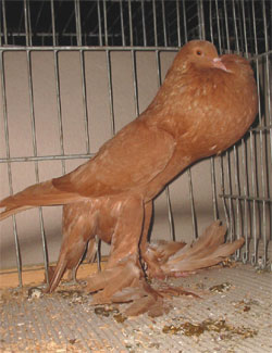 Saksische kropper Geel