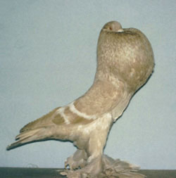  Geel