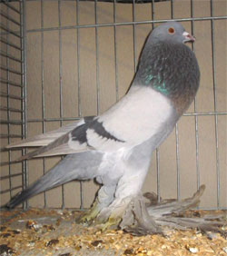  Bruinzilver