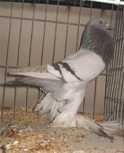  Bruinzilver