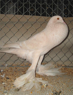  Isabel