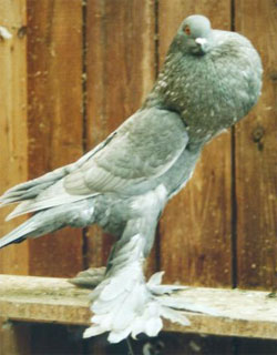  Aszilver
