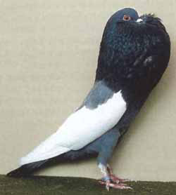  Blau mit schwarzen binden