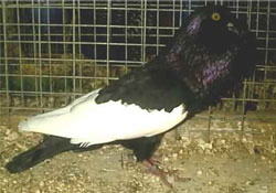  Schwarz