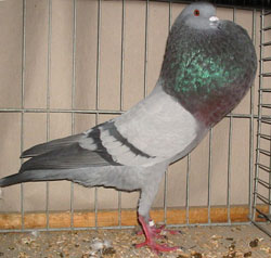 синий синий