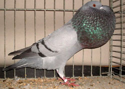 синий синий