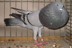 синий синий