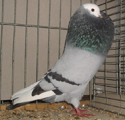  Blauw zwartgeband