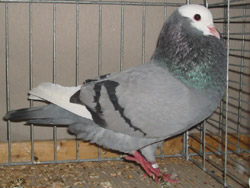  Blauw zwartgeband
