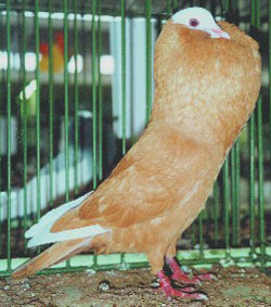  Geel