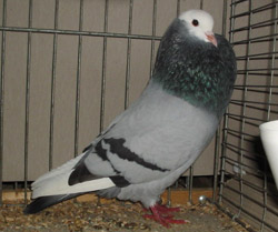  Blauw zwartgeband