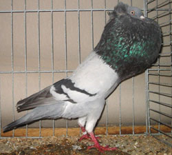  Blauw zwartgeband