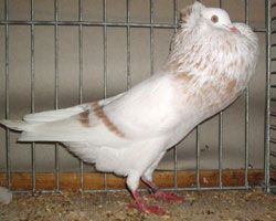  Geelzilverschimmel