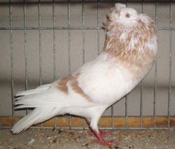  Geelzilverschimmel