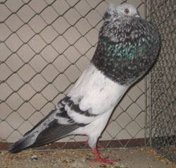  Blauwzilverschimmel