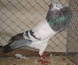  Blauwzilverschimmel