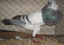  Blauwzilverschimmel